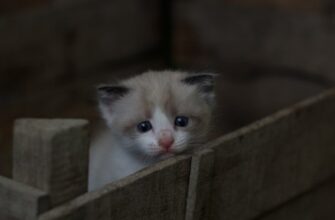 Субъекты малого предпринимательства социально ориентированные некоммерческие организации: особенности участия в закупках